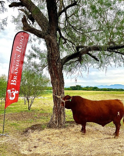 Semental Brangus Rojo junto a bandera de exposición