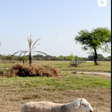 Borrego Dorper Blanco pastando junto a un molino de viento