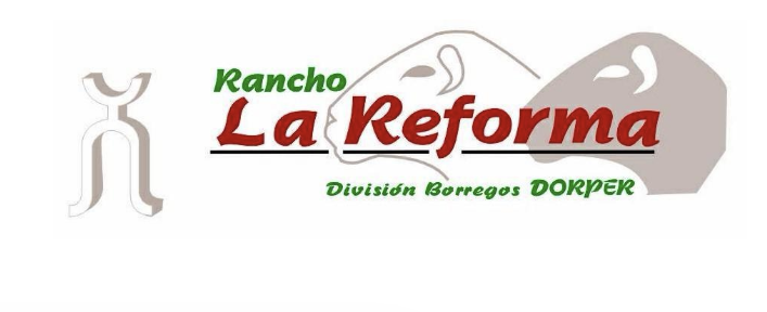 Rancho La Reforma — División Borregos Dorper
